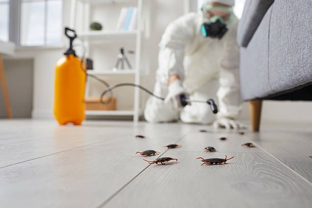 Trusted Ant Control service in Lake Land'Or, VA - Nex Pest Control